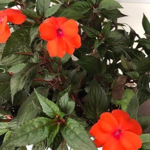 Meet your Posher, Jane